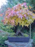 Acer palmatum kashima aut 01.JPG